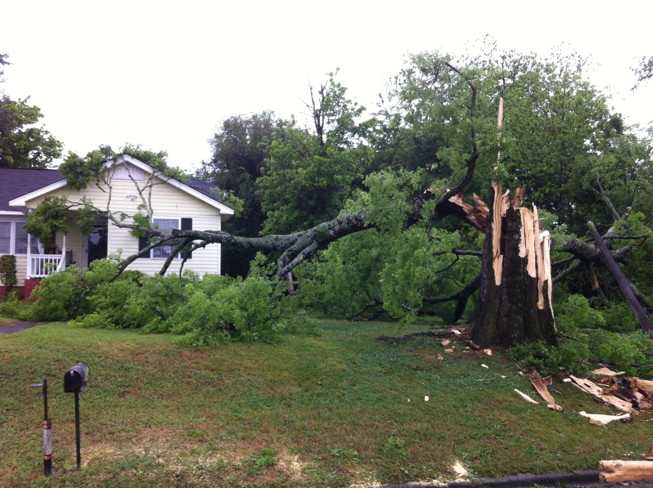 Tree falls, clips house on Cedar Avenue